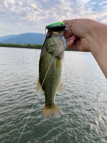 ラージマウスバスの釣果