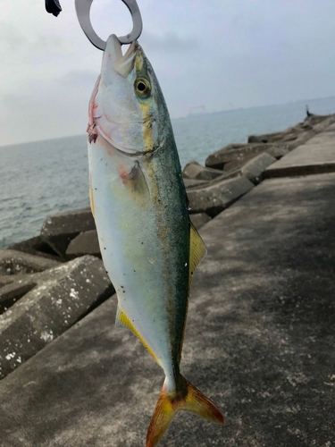 ハマチの釣果