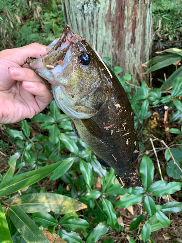 ラージマウスバスの釣果