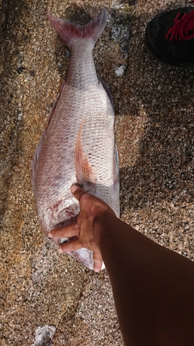 タイの釣果