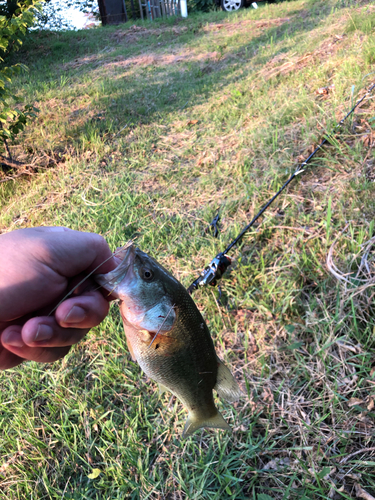 ラージマウスバスの釣果