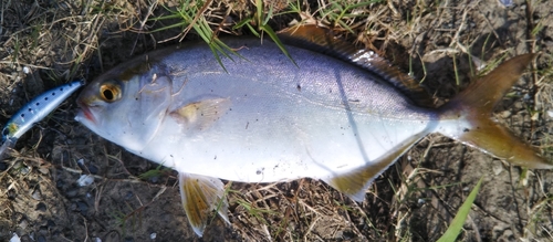 ネリゴの釣果