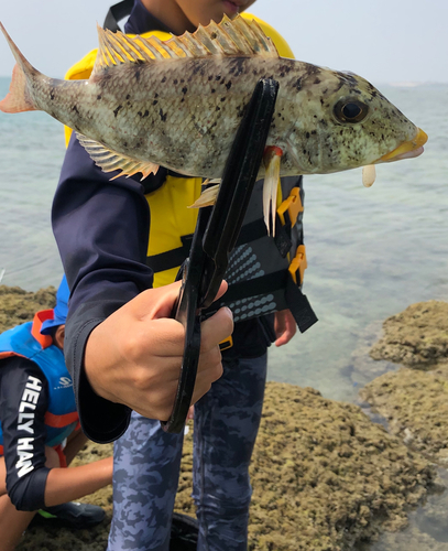 ムネアカクチビの釣果