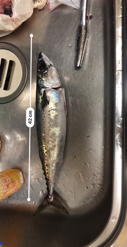 ゴマサバの釣果