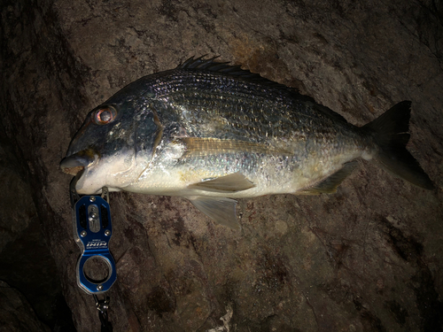 ヘダイの釣果