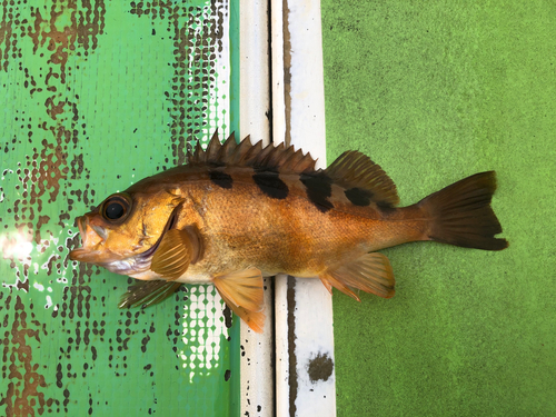 オキメバルの釣果