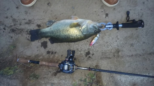 ブラックバスの釣果