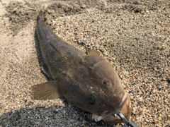 マゴチの釣果