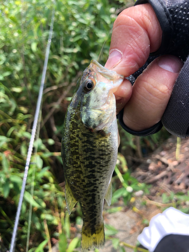 ラージマウスバスの釣果