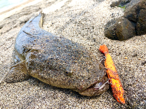 マゴチの釣果