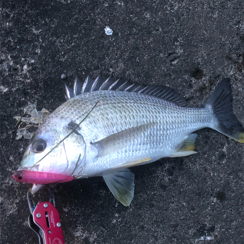 キビレの釣果