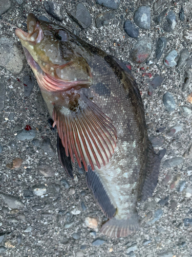 アイナメの釣果