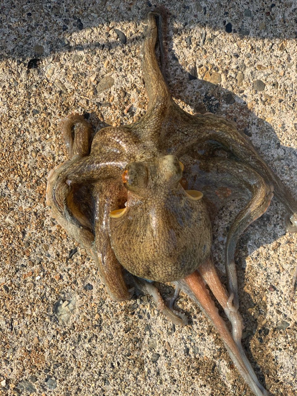 タコ