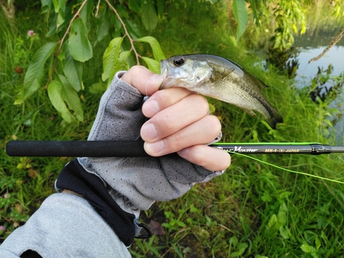 ラージマウスバスの釣果