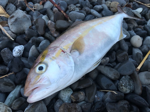 カンパチの釣果