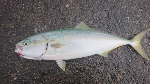 イナダの釣果