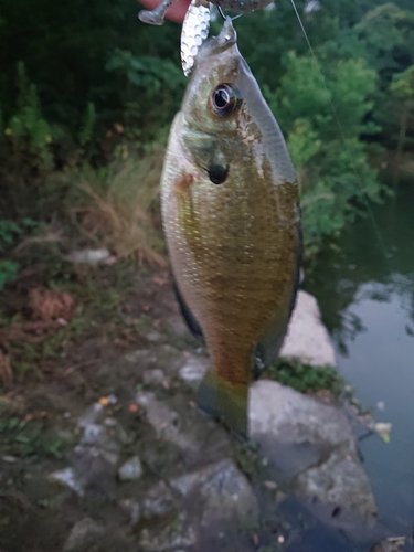 ブルーギルの釣果