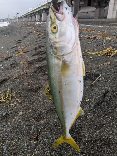 ワカシの釣果