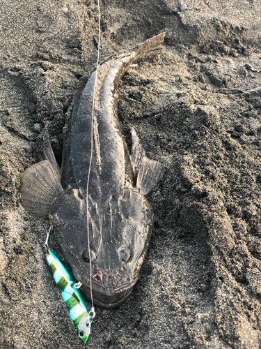 マゴチの釣果