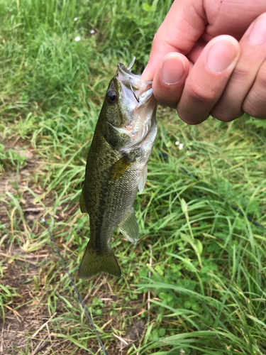 ラージマウスバスの釣果