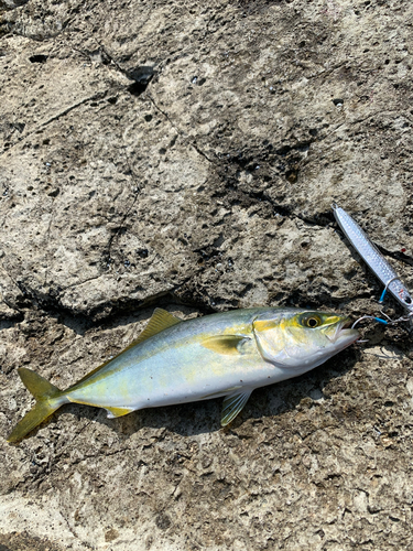 ワカシの釣果