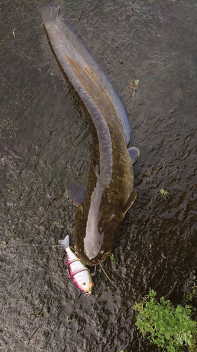 ナマズの釣果