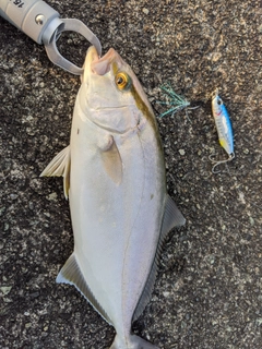 ショゴの釣果