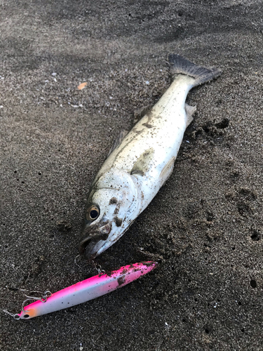 セイゴ（マルスズキ）の釣果