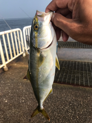 ツバスの釣果