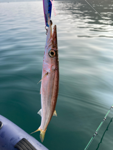 カマスの釣果