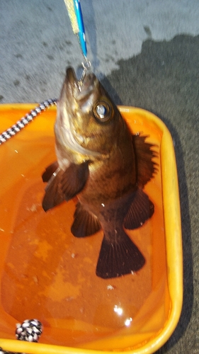 メバルの釣果