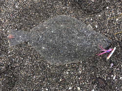 ヒラメの釣果