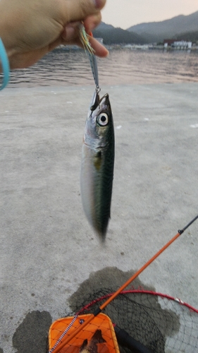 サバの釣果