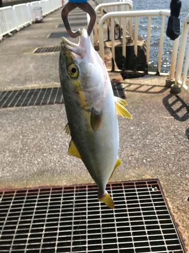 ツバスの釣果