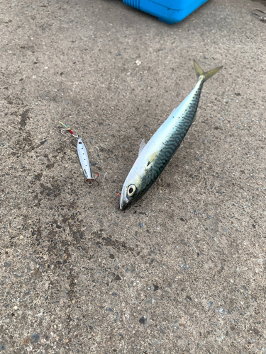 サバの釣果