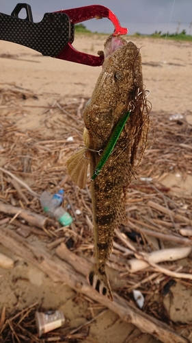 マゴチの釣果