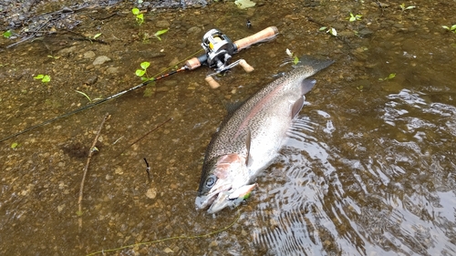 ニジマスの釣果