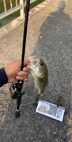 ブラックバスの釣果