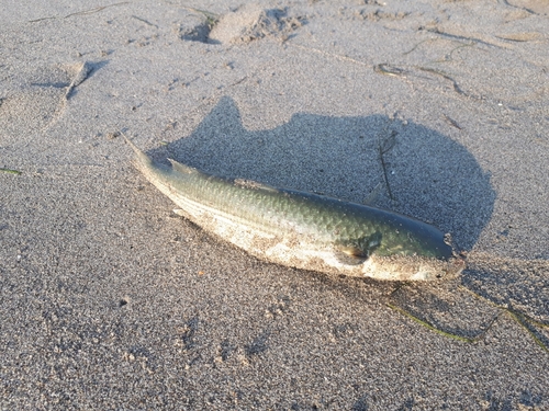 ボラの釣果