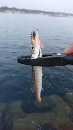 カマスの釣果