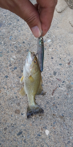 スモールマウスバスの釣果