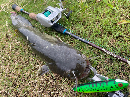 マナマズの釣果