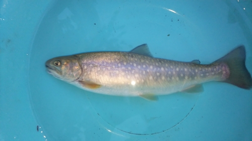 イワナの釣果