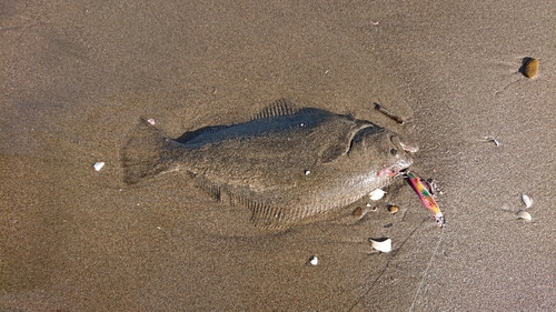 ヒラメの釣果