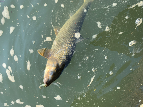 ニゴイの釣果