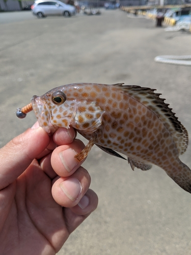 オオモンハタの釣果