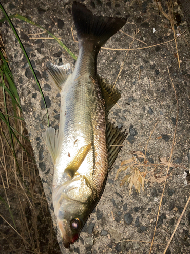 釣果