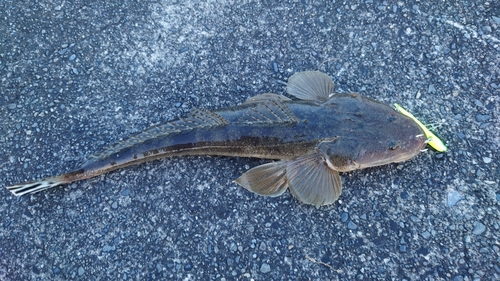 マゴチの釣果