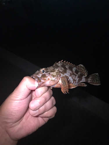 カサゴの釣果