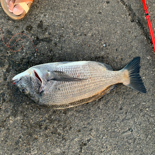 チヌの釣果